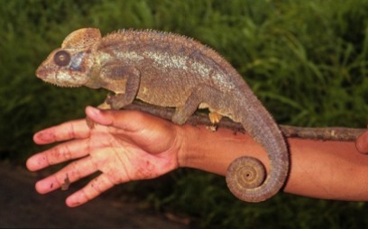 Furcifer oustaleti the world's biggest chameleon in Madagascar