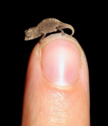 Brookesia micra the world's smallest chameleon in Madagascar